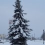 Мицкевич Полина 12 лет "Зимняя сказка"