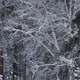 Муха Дарья 14 лет