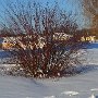 Чернейко Елизавета 14 лет
